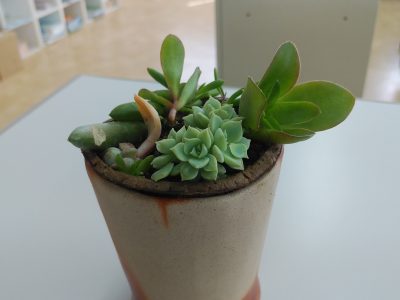 多肉植物